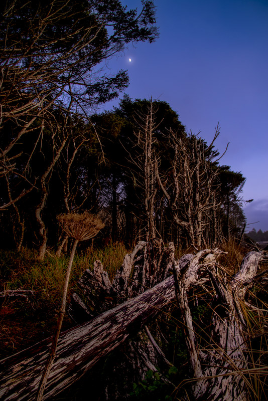 Blue hour coastal scene with driftwood and dead pines silhouetted against deep blue sky with moon